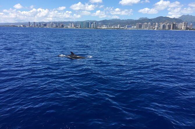 Moana’s Waikīkī Whale Watching Exploration - The wildlife odds: whales first, then dolphins, turtles, and more