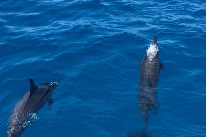 Moana’s Waikīkī Whale Watching Exploration - Cruising with a crew that keeps things calm and helpful