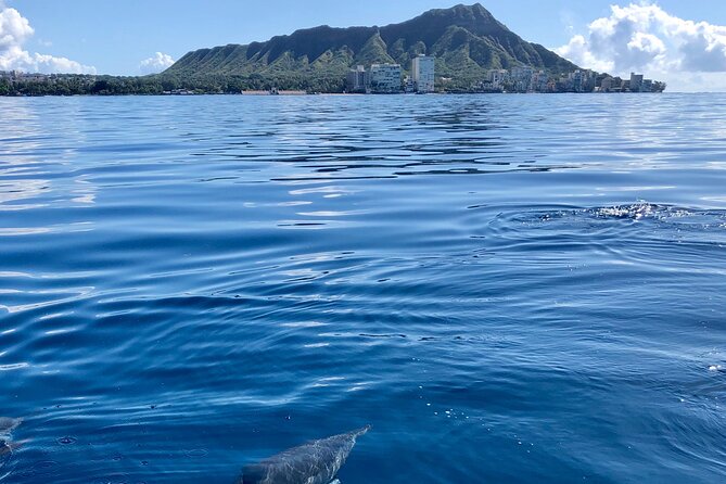 Moana’s Waikīkī Whale Watching Exploration - Who should book this (and who should rethink it)