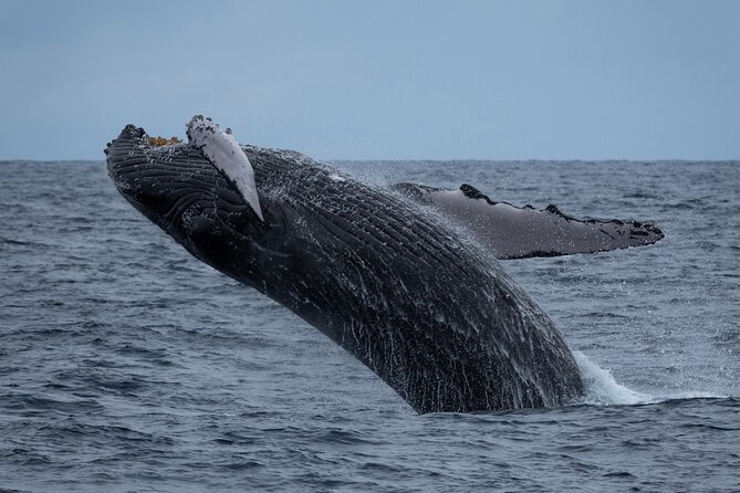 Moana’s Waikīkī Whale Watching Exploration - Comfort check: what you get on board (and what costs extra)