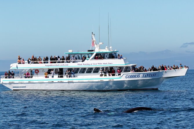 Monterey Bay Whale Watching - Key Highlights You’ll Want to Know