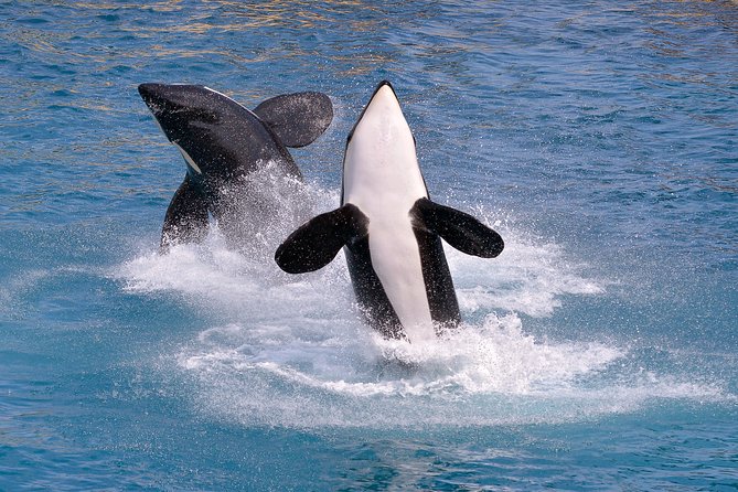 Monterey Bay Whale Watching - On Board: Deck Views, Comfort, and Seasickness Reality