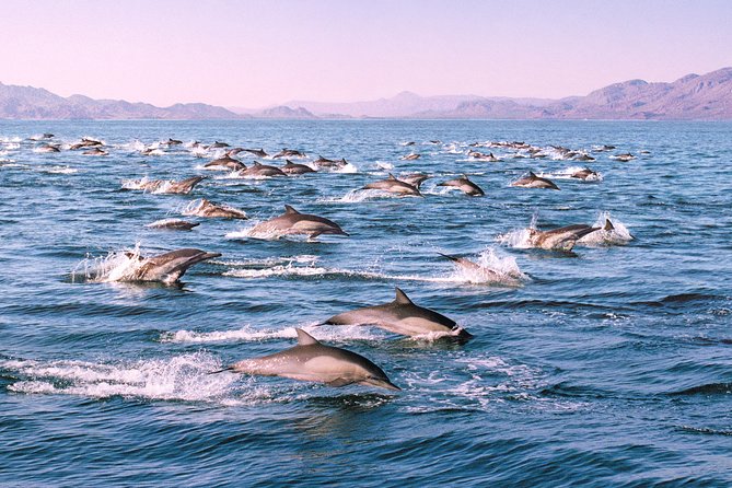 Monterey Bay Whale Watching - Weather, Fog, and the Realistic Limits of Whale Watching