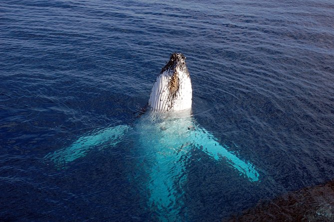 Monterey Bay Whale Watching - What You Can Actually See in Monterey Bay