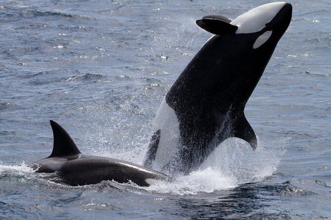 Monterey Whale Watching Tour - What you learn from the naturalists (and why it changes the viewing)