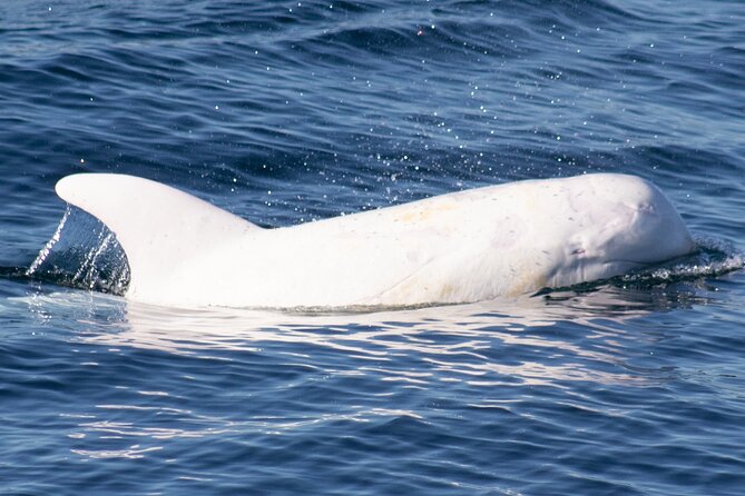 Monterey Whale Watching Tour - Value check: is $70 worth it, plus the $20 VIP?