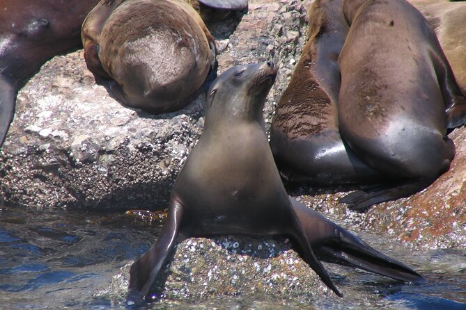 Monterey Whale Watching Tour - Who this tour is best for (and who should skip it)