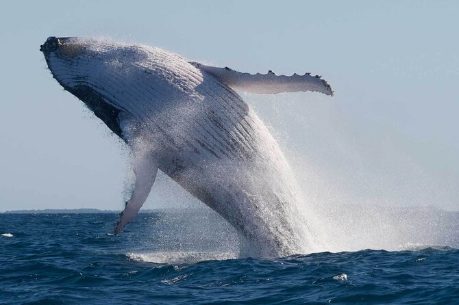 Mooloolaba Whale Watching – Small Group Tour - Stop 1: Mooloolaba Beach and the Sunshine Coast Starter View