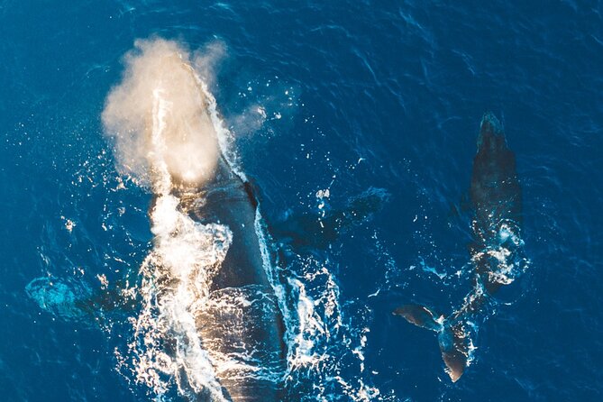 Morning Whale Watch: Lahaina Harbor - Snacks, Coffee, and Sunscreen: Why the Included Stuff Matters