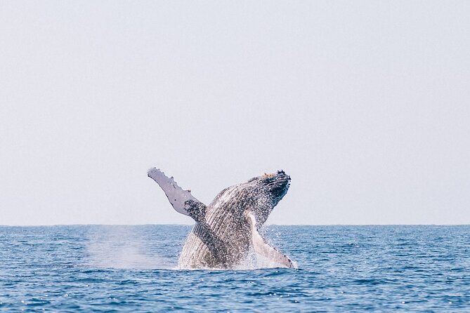 Morning Whale Watch: Lahaina Harbor - Booking Odds and Timing: When You Should Lock It In