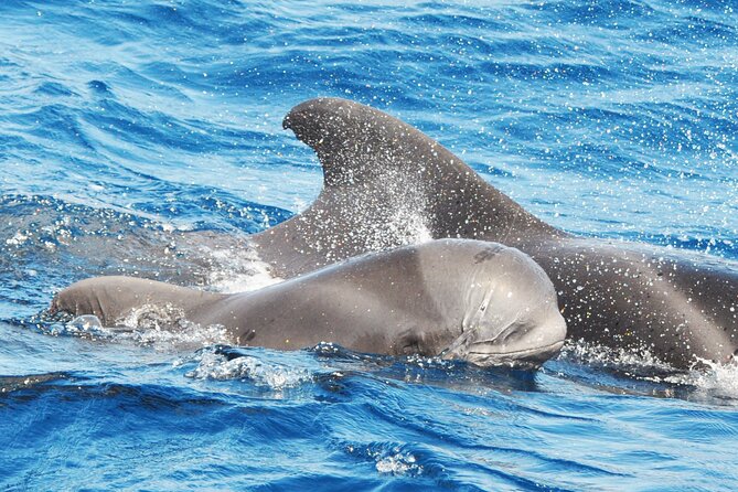 Morro Jable: 2 Hours Magic Dolphin & Whale watching with Drinks & Swim Stop. - Key things I’d mark on your mental map