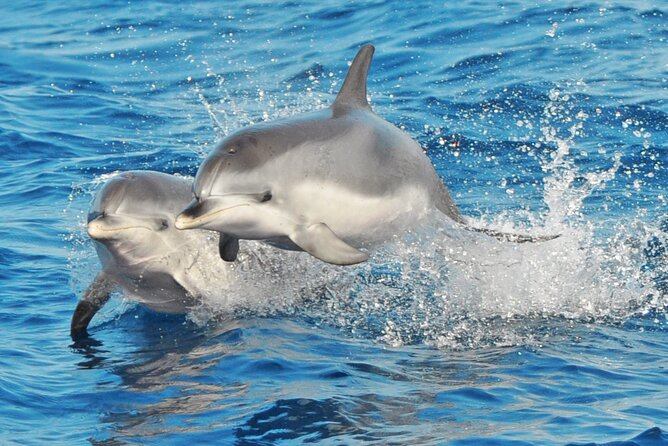 Morro Jable: 2 Hours Magic Dolphin & Whale watching with Drinks & Swim Stop. - Getting to the boat: Morro Jable port, plus pickup that matters