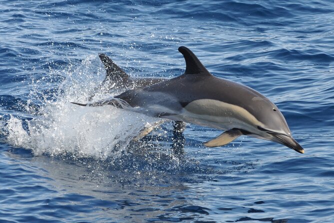 Morro Jable: 2 Hours Magic Dolphin & Whale watching with Drinks & Swim Stop. - The Jandía Bay swim stop: the best part to plan clothes for