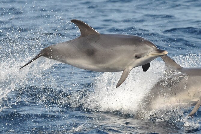 Morro Jable: 2 Hours Magic Dolphin & Whale watching with Drinks & Swim Stop. - Drinks on board: what’s included, and how to set expectations