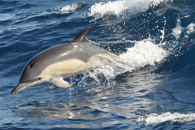 Morro Jable: 2 Hours Magic Dolphin & Whale watching with Drinks & Swim Stop. - Meet the crew: why the human touch shows up in reviews