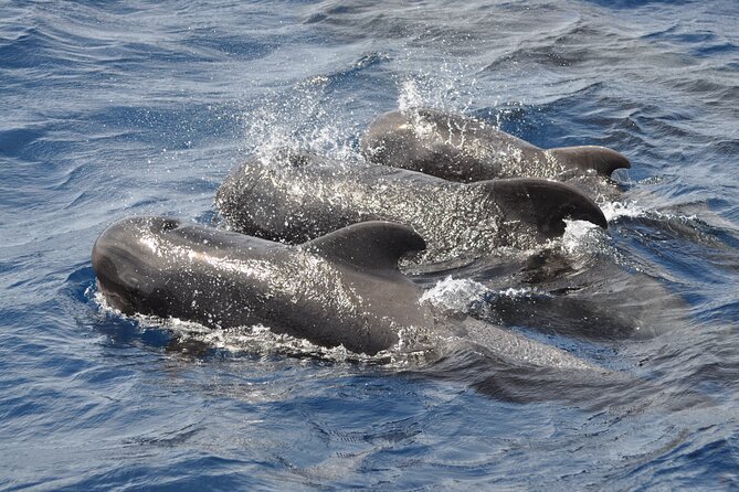 Morro Jable: 2 Hours Magic Dolphin & Whale watching with Drinks & Swim Stop. - Price and value: is $59.13 a fair deal?