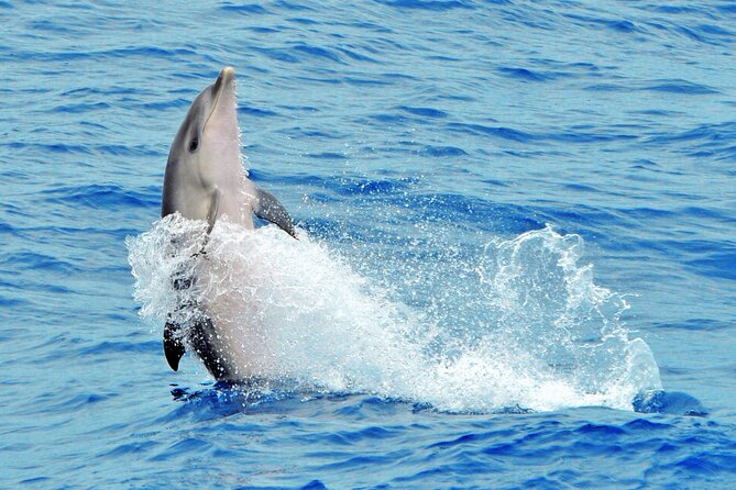 Morro Jable: 2 Hours Magic Dolphin & Whale watching with Drinks & Swim Stop. - Who this Morro Jable tour fits best