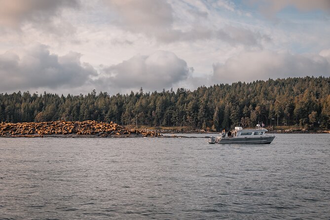 Nanaimo Whale Watching in a Semi-Covered Boat - Practical tips for a smoother day on the water