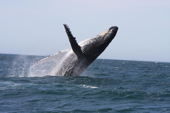Newcastle Whale Watching Cruise - Key highlights at a glance