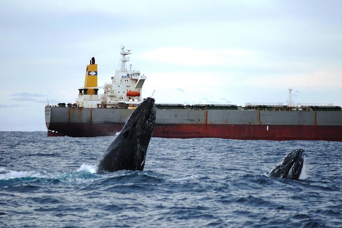 Newcastle Whale Watching Cruise - Who this cruise suits best (and who should be cautious)