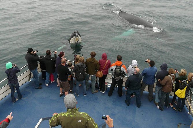 Newfoundland Puffin and Whale Watch Cruise - Key things to know before you go