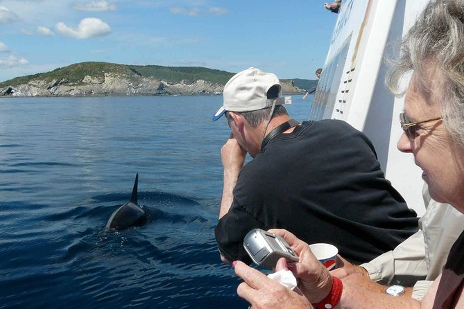 Newfoundland Puffin and Whale Watch Cruise - Stop-by-stop: what happens along the way