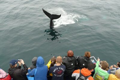 Newfoundland Puffin and Whale Watch Cruise - Why this route hits so well: Iceberg Alley to the Witless Bay Reserve