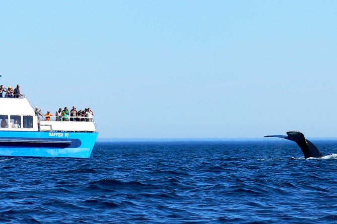 Newfoundland Puffin and Whale Watch Cruise - Puffins and seabirds: the island moments you’ll remember