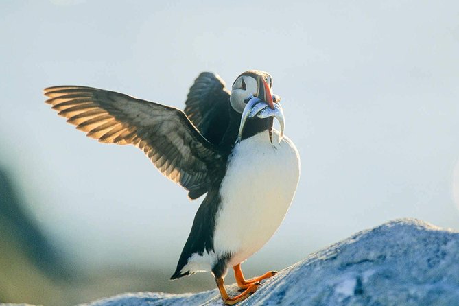 Newfoundland Puffin and Whale Watch Cruise - Whale season expectations (and how to maximize your chances)