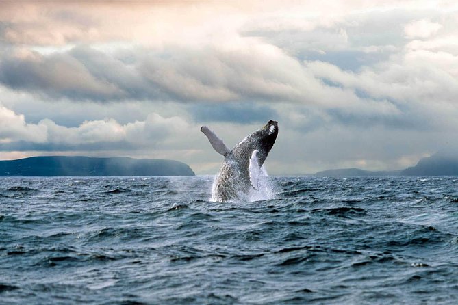 Newfoundland Puffin and Whale Watch Cruise - The catamaran experience: comfort, commentary, and Newfoundland fun