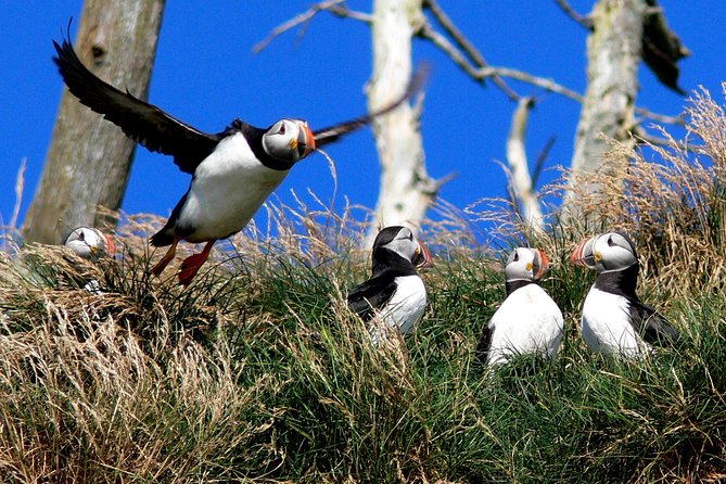 Newfoundland Puffin and Whale Watch Cruise - Price and value: is $94.06 worth it?