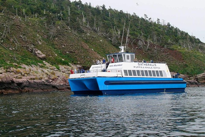 Newfoundland Puffin and Whale Watch Cruise - Who should book this cruise?