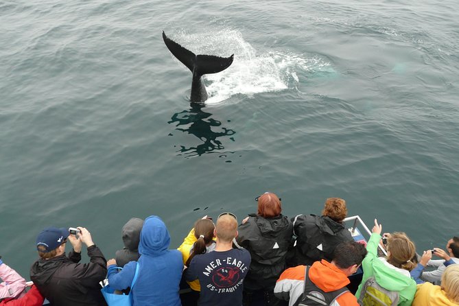 Newfoundland Puffin and Whale Watch Cruise - Why this route hits so well: Iceberg Alley to the Witless Bay Reserve
