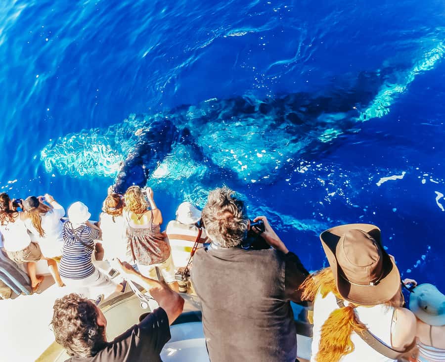 Newport Beach: 2-Hour Whale Watching Tour - Key points before you go