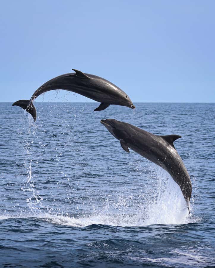 Newport Beach: 2-Hour Whale Watching Tour - Newport Harbor in two hours: how this cruise actually plays