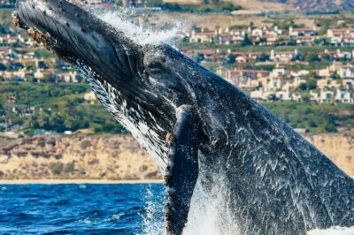 Newport Beach: 2-Hour Whale Watching Tour - Which whales you can realistically hope to see (and when)