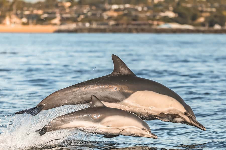 Newport Beach: 2-Hour Whale Watching Tour - Laguna Beach and The Wedge: good views, real ocean energy