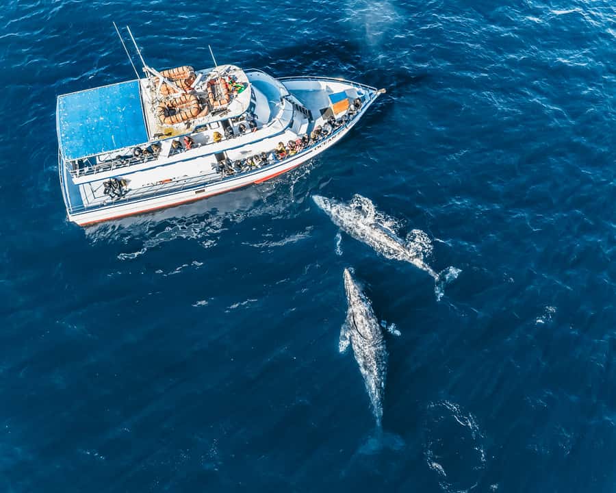 Newport Beach: 2-Hour Whale Watching Tour - The captain and guide factor: fun, facts, and teamwork