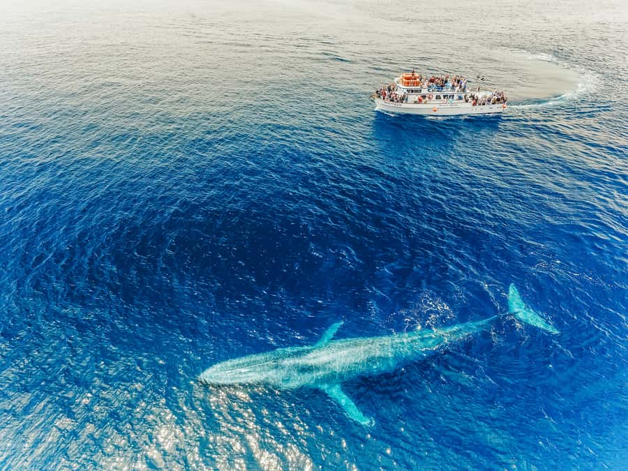 Newport Beach: 2-Hour Whale Watching Tour - Price check: is $27 a fair deal for this?
