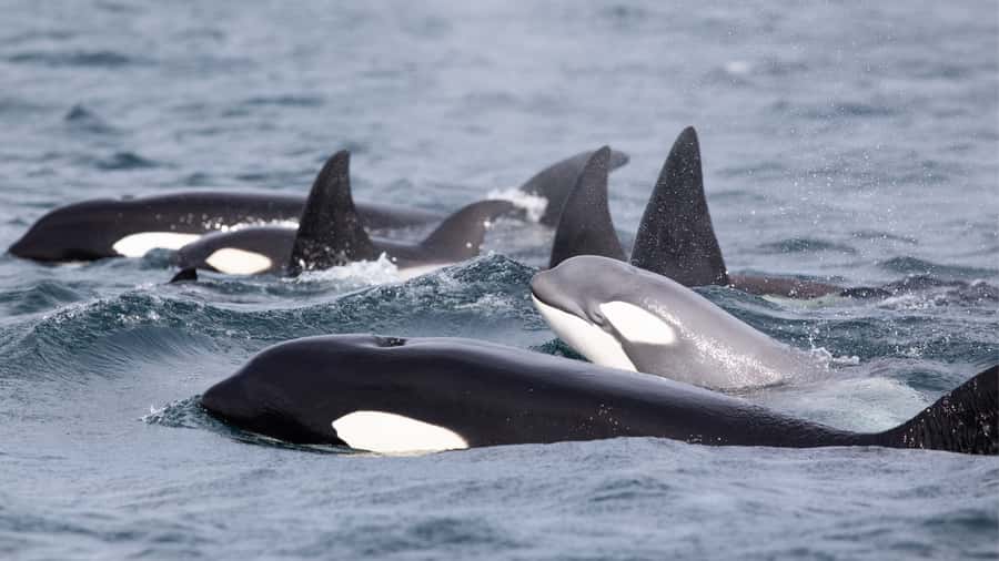 Newport Beach: 2-Hour Whale Watching Tour - Getting there: 400 Main St, parking on Palm Street, and check-in basics