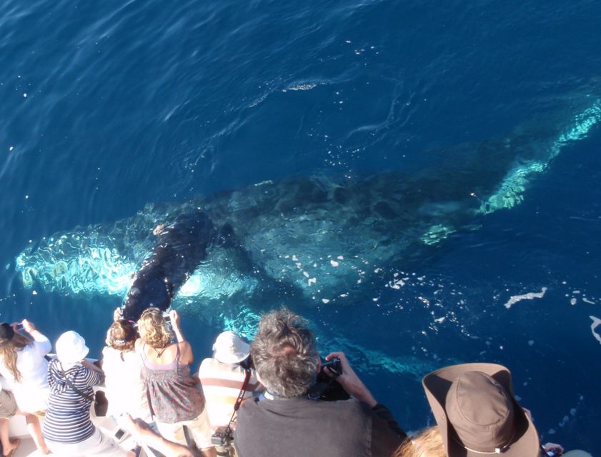 Newport Beach: Year-Round Whale Watching Cruise - Key things to know before you go