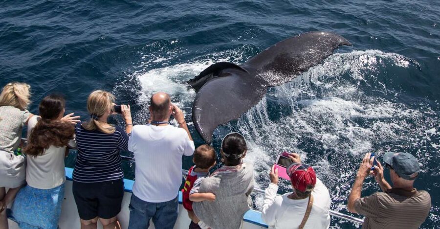 Newport Beach: Year-Round Whale Watching Cruise - Newport Harbor calm water and the real meaning of a 96% chance