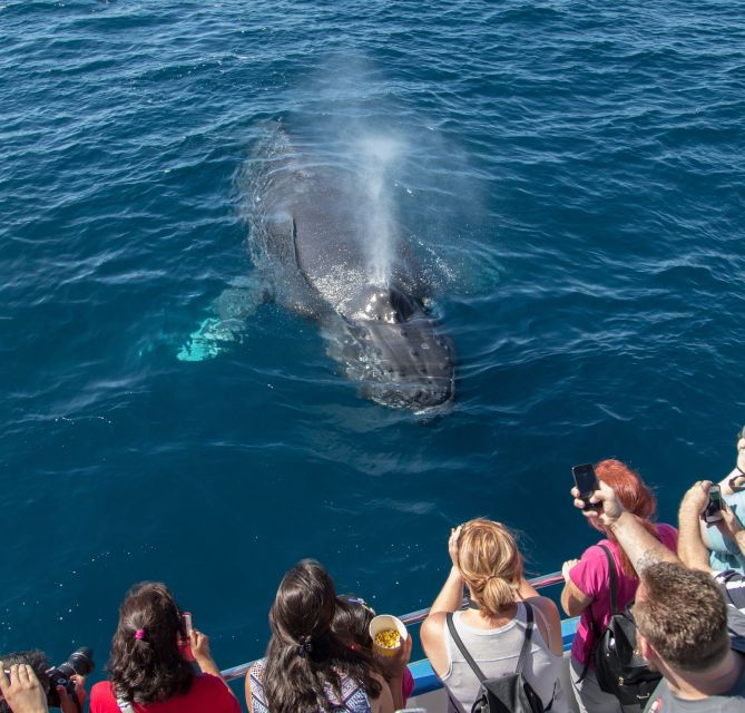 Newport Beach: Year-Round Whale Watching Cruise - The sailing rhythm: how the stops shape your day
