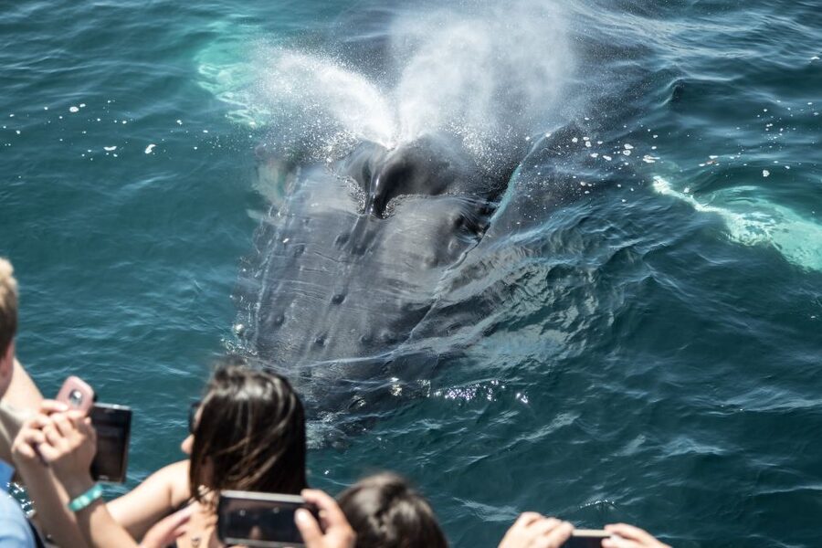 Newport Beach: Year-Round Whale Watching Cruise - Comfort, guidance, and how to get the most from your seat