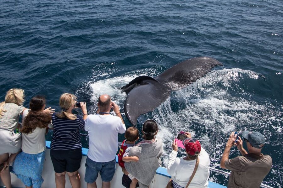 Newport Beach: Year-Round Whale Watching Cruise - Price and value: why $30 can feel like a bargain here