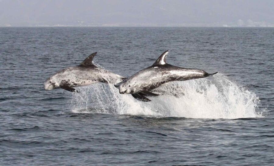 Newport Beach: Year-Round Whale Watching Cruise - Who this cruise is best for