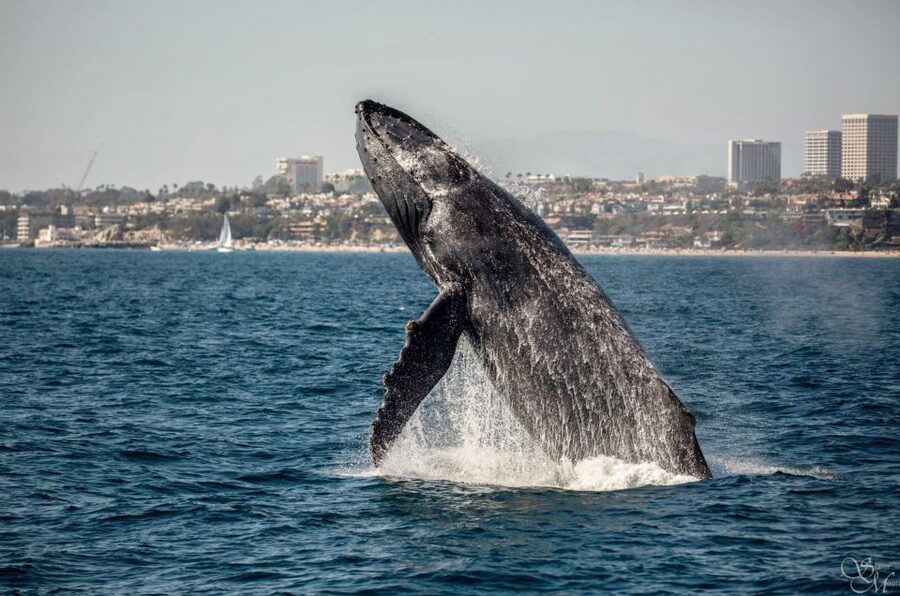 Newport Beach: Year-Round Whale Watching Cruise - Meet the 65-foot whale-watching ship: where you’ll actually see the animals