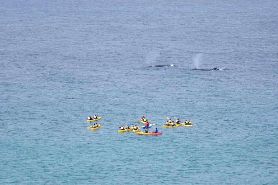 Noosa: Epic Whale Watching Ocean Kayak Tour & Beach 4X4 - Whale watching by kayak in Noosa, with 4X4 beach access