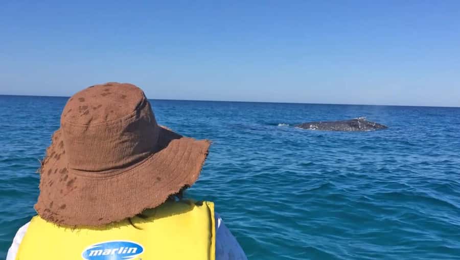Noosa: Epic Whale Watching Ocean Kayak Tour & Beach 4X4 - Great Sandy National Park drive time: scenery and getting oriented