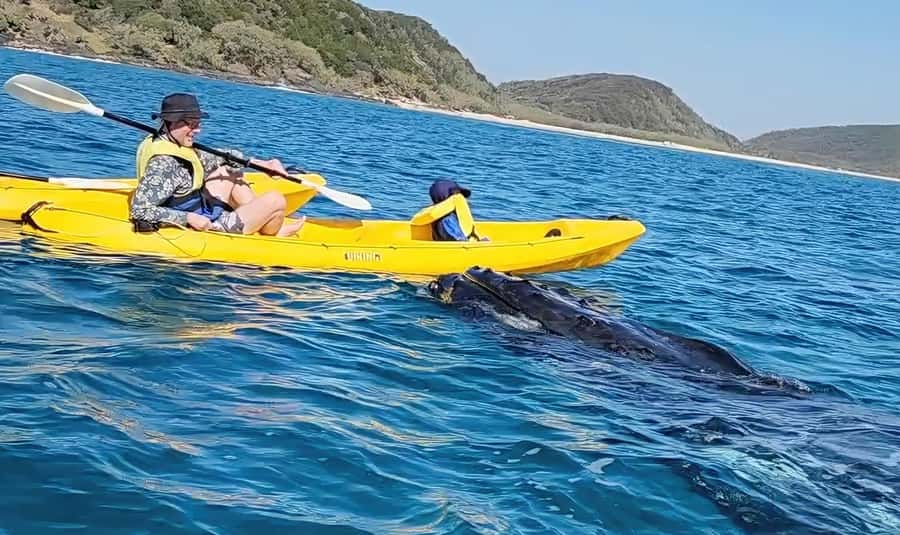 Noosa: Epic Whale Watching Ocean Kayak Tour & Beach 4X4 - The whale watching part: paddles up, on the whales’ terms